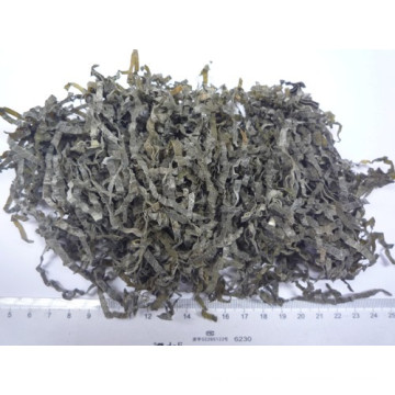 Sol Secas Cut alga marinha (algas marinhas, kombu, Laminaria)